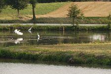 Making Sense of the Tsuru