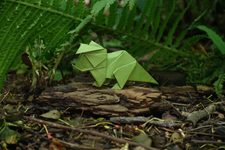 Triceratops